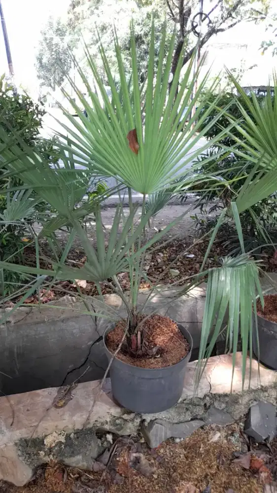 Jual pohon palem bintang