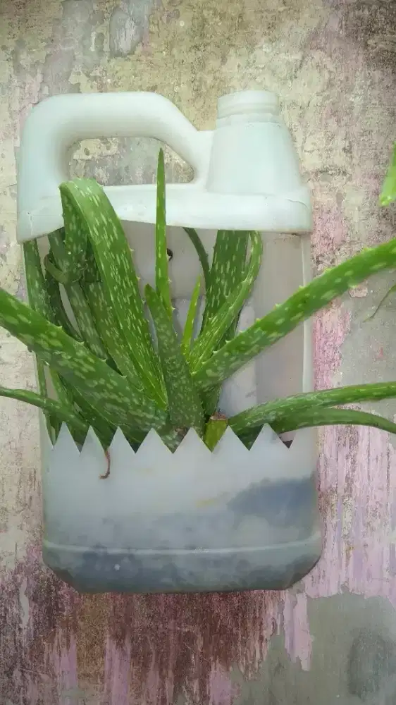 Aloe vera paling banyak manfaatnya