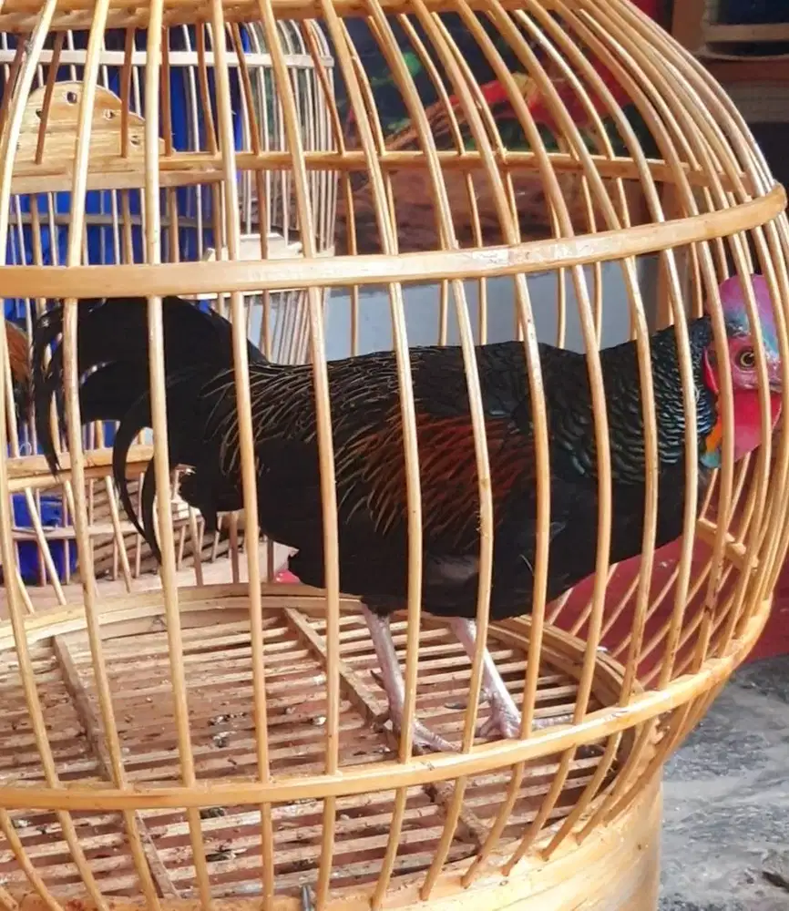 Jual ayam hutan hijau sumbawa jinak - ayam hutan hijau sumbawa