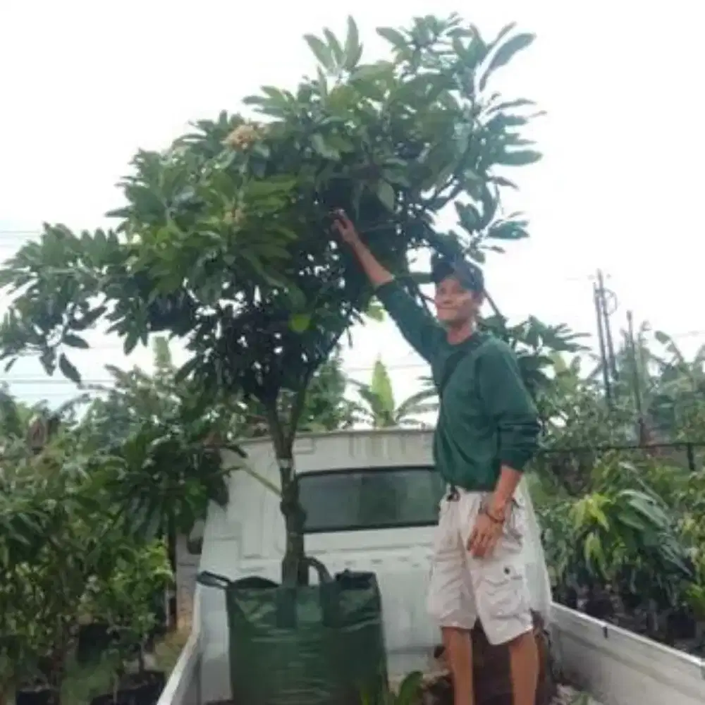 Jual pohon buah mangga harum manis