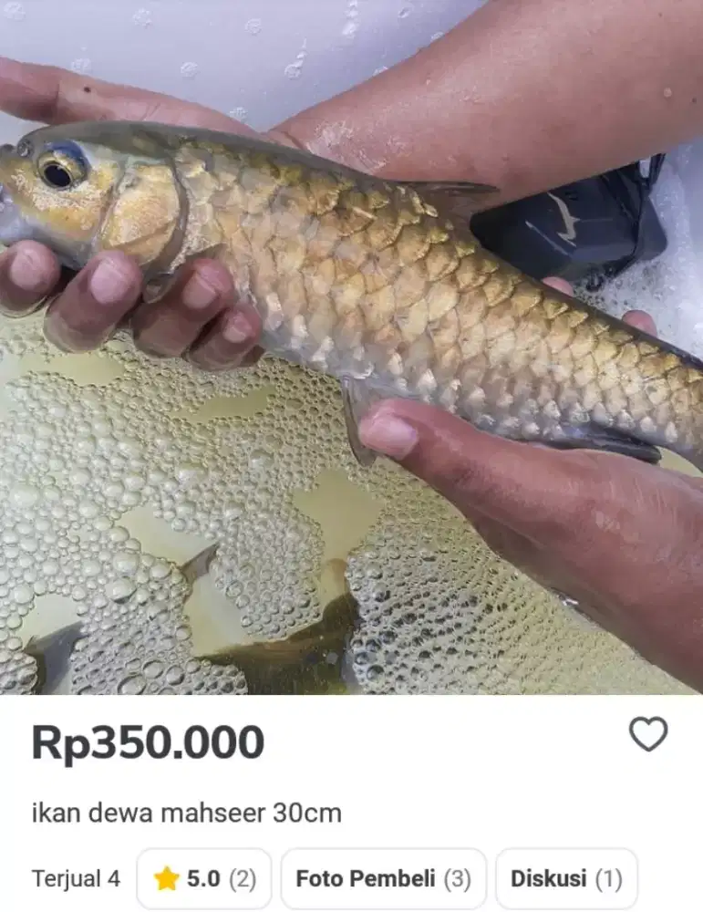 Ikan Dewa Mahseer bibit 3-4-5 cm