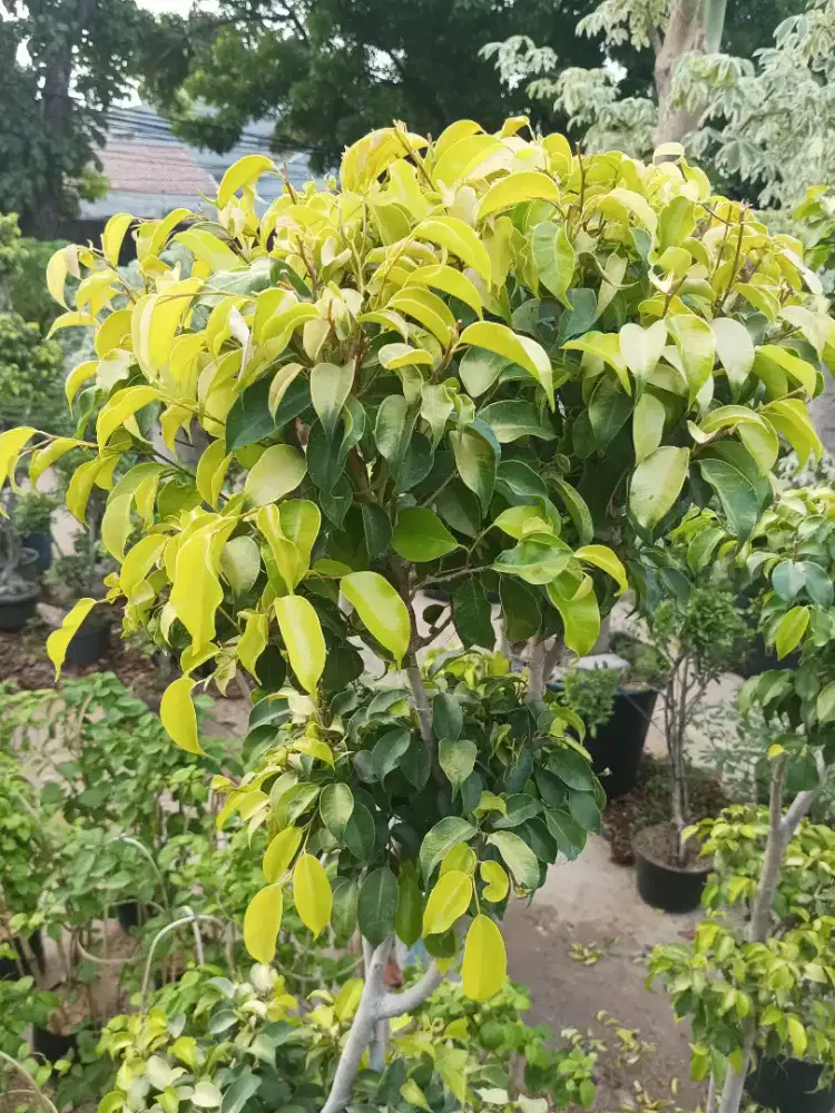 Pohon bonsai beringin golden (COD)