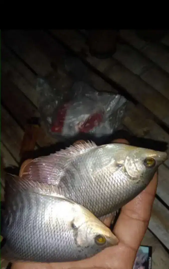 ikan gurame bibit