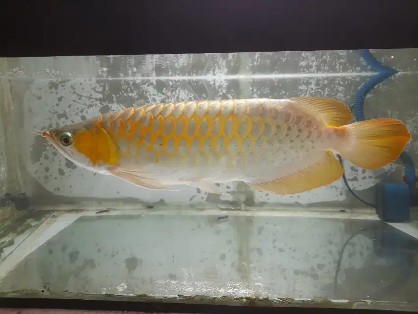 Arowana Super Red 40 Cm