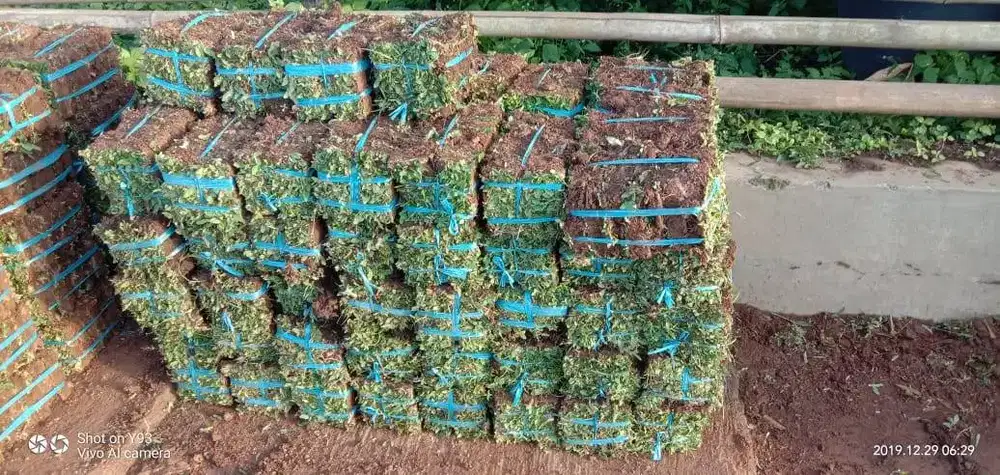 Jual rumput jepang untuk taman di rumah dan kantor