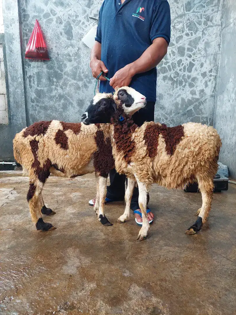 Menjual Kambing dan Domba Hidup danPotong Cacah / Aqiqah dan Qurban