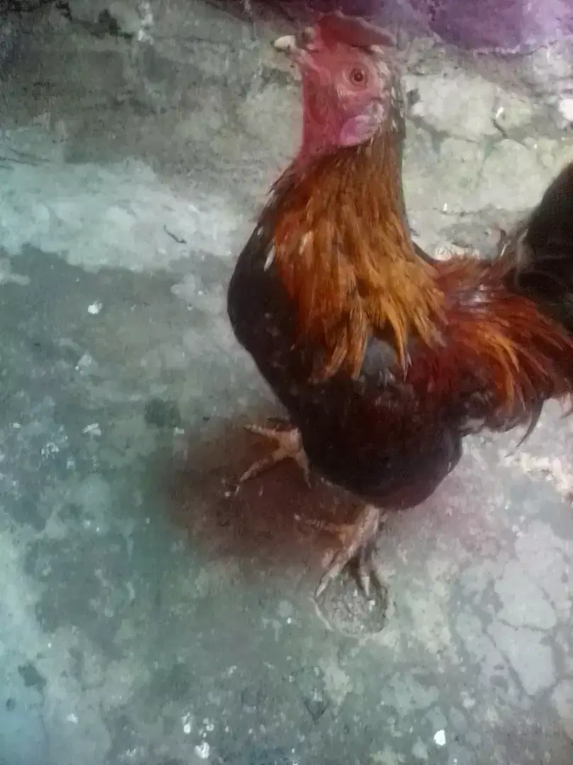 ayam kate jantan