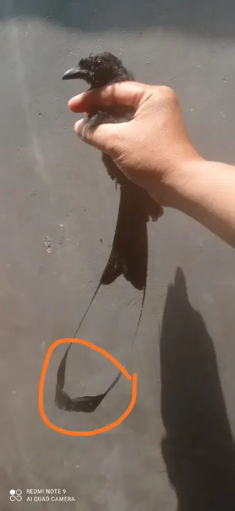 Burung srigunting srikantil antena rawatan pribadi