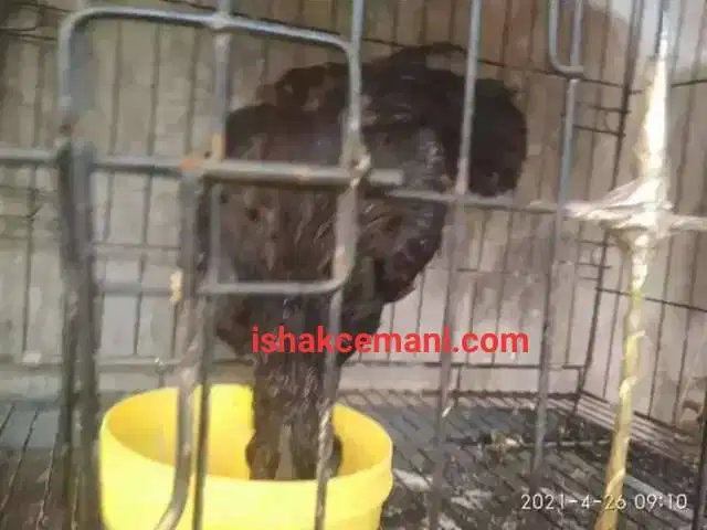 Spesial Promo Ayam Cemani Siapan Kawin Beli Jantan Gratis Betina
