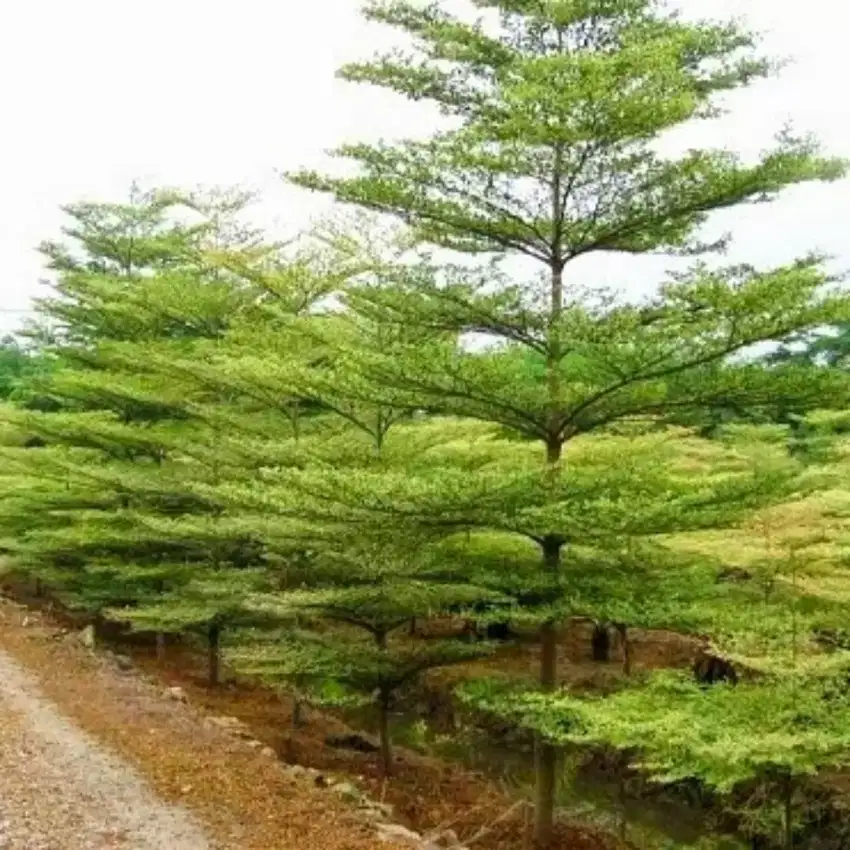 Ketapan kencana dan rumput hias palopo masamba