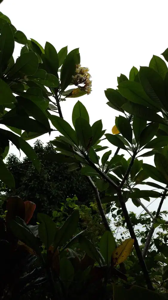 POHON KAMBOJA ( PLUMERIA )