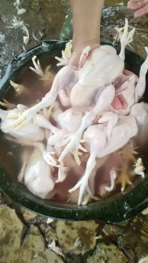 Ayam Potong Segar dan ayam Fillet Fresh