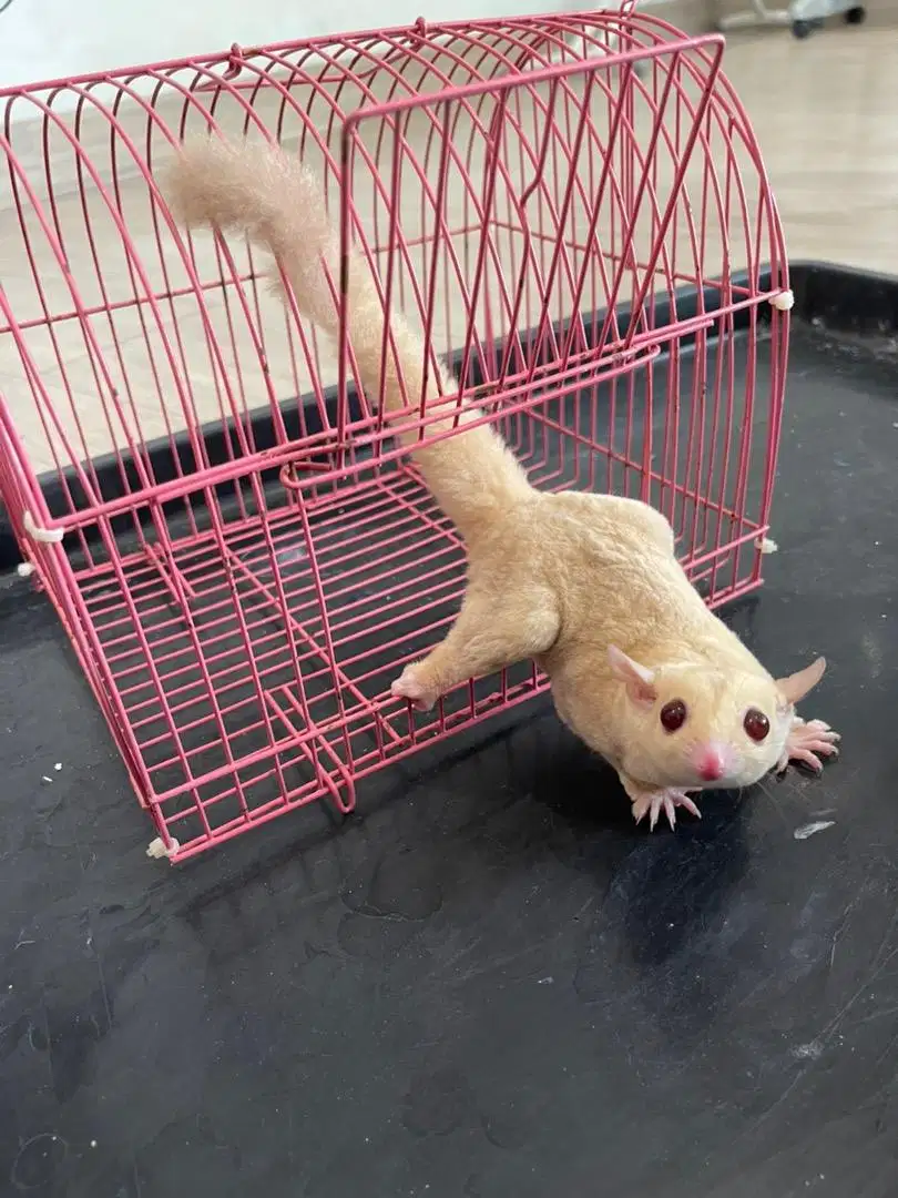 Sugarglider creamino sehat jinak dan terawat ready jantan betina