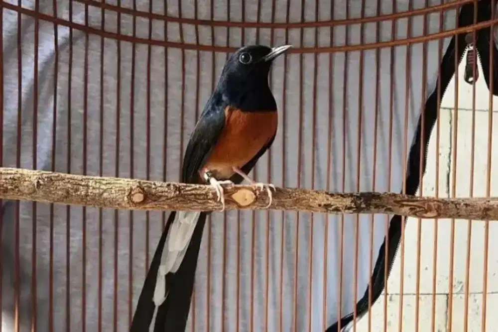 Beti glosy trah prestasi