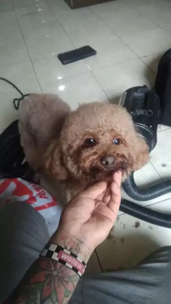Termurah jasa grooming anjing kucing panggilan cukur bulu mandi rumah