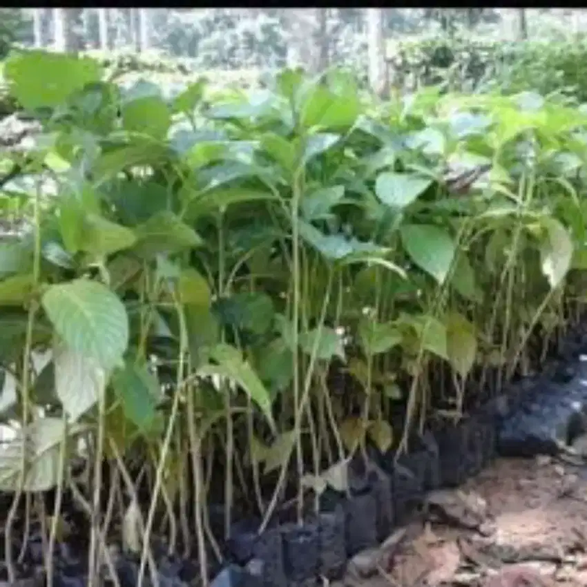 Bibit kayu Jabon
