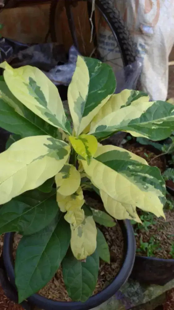 Pohon alupak miki varigata