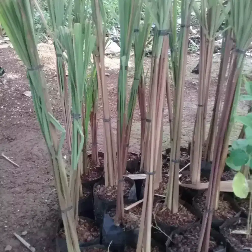 JUAL TANAMAN SEREH MERAH