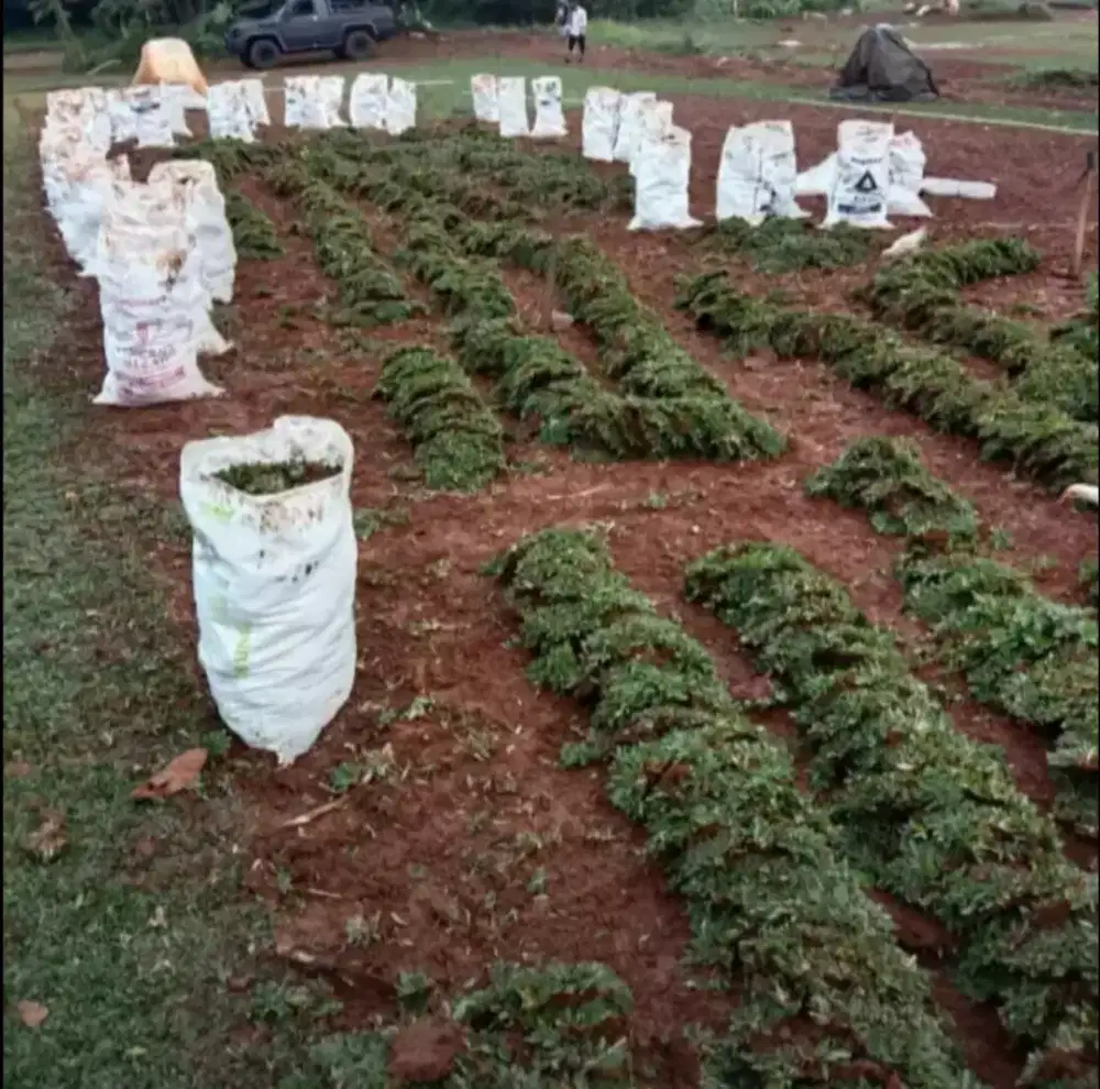 jual rumput gajah mini,rumput taman