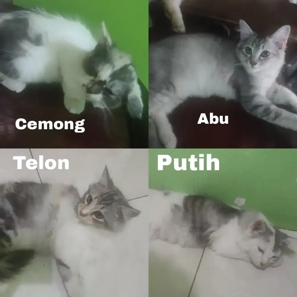 Anak Kucing - Jual Hewan Peliharaan Terlengkap di Semarang Kota - OLX.co.id