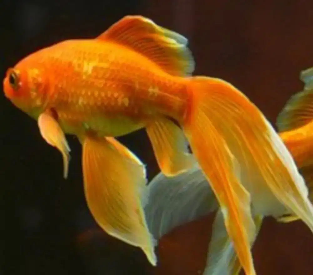 Komet selayar ukuran 11-12