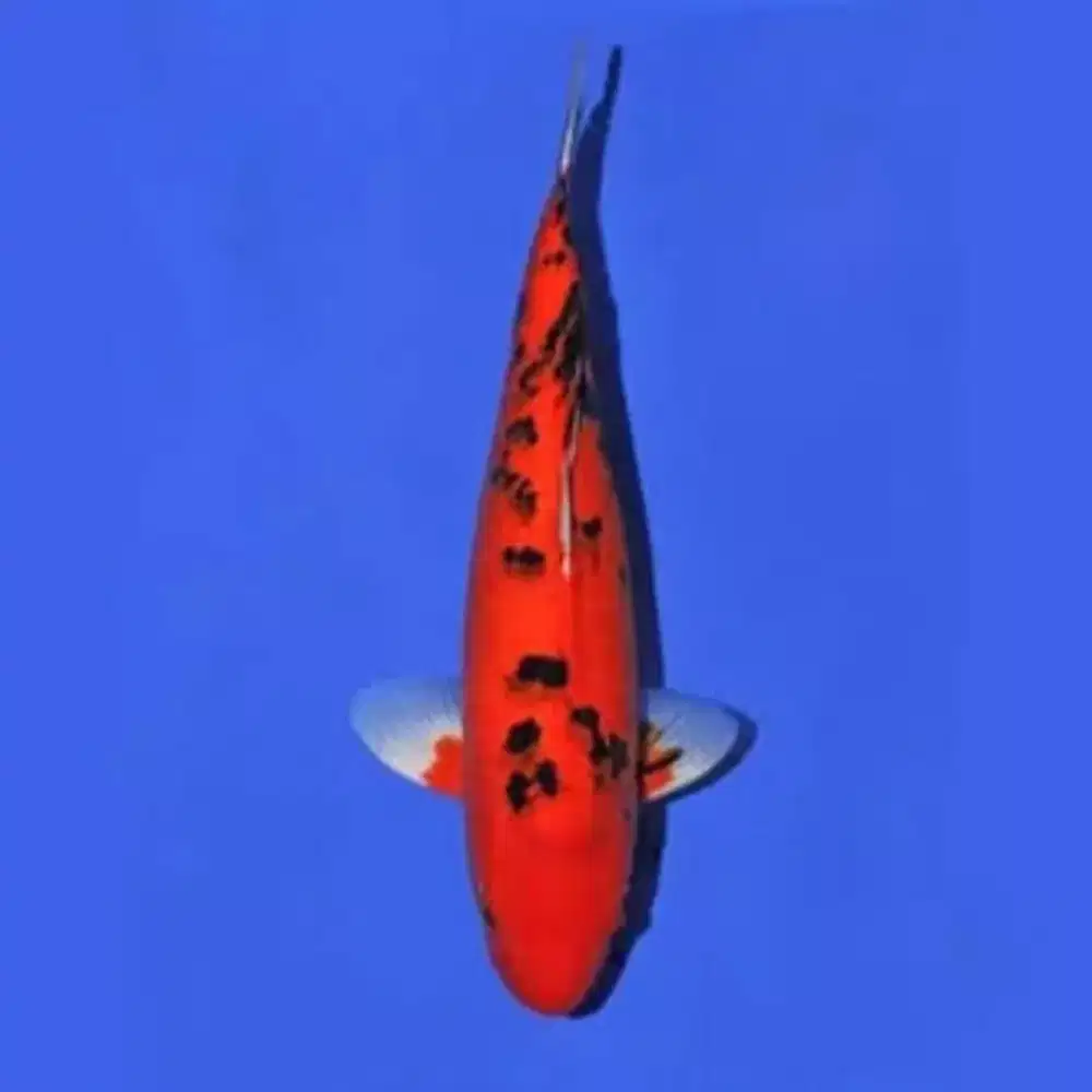 Ikan koi Blitar Ki beko