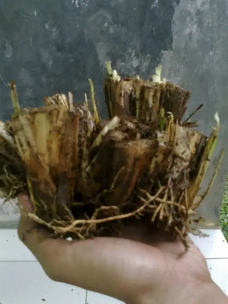 Rumput Vetiver - Akar Wangi - Penahan Erosi - Min 200 kg