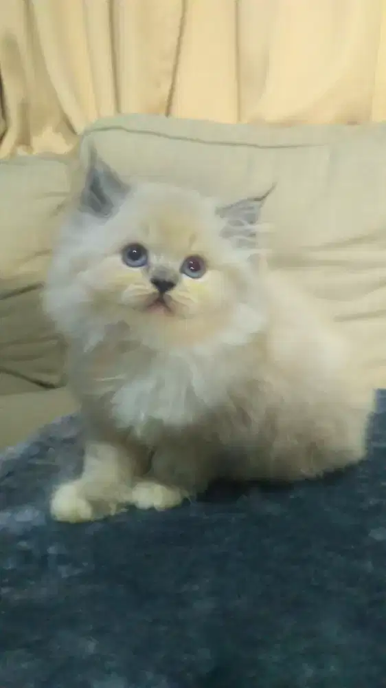 Grooming panggilan kerumah