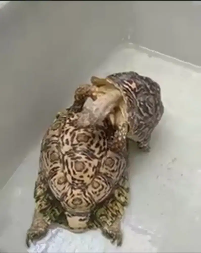 Sepasang Pardalis Siap Breed