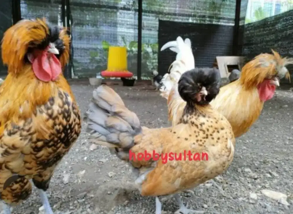 Ayam Poland jambul istimewa
