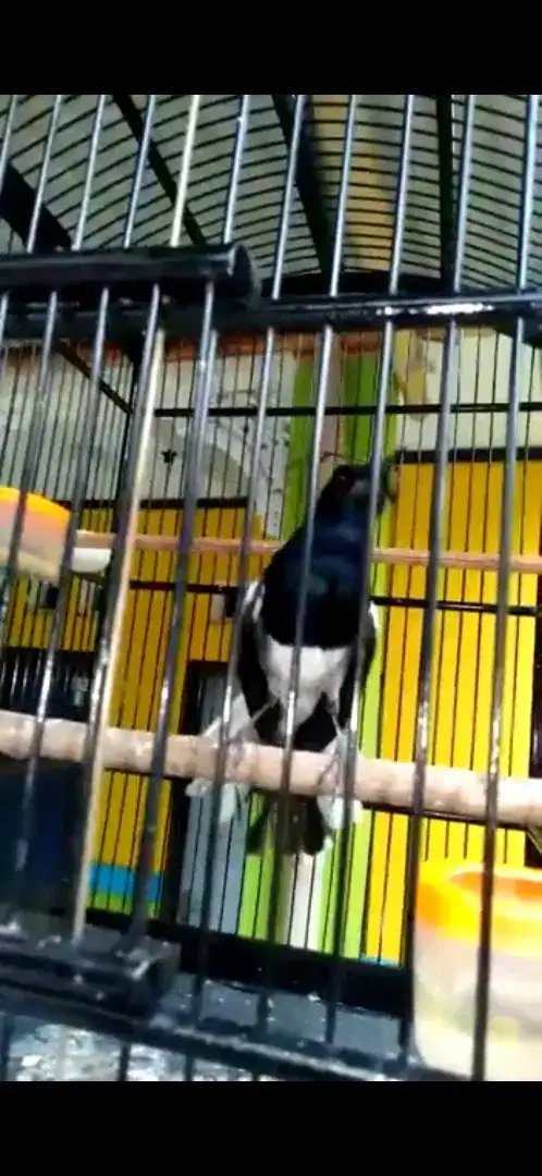 Kacer Jawa Barat ketetan