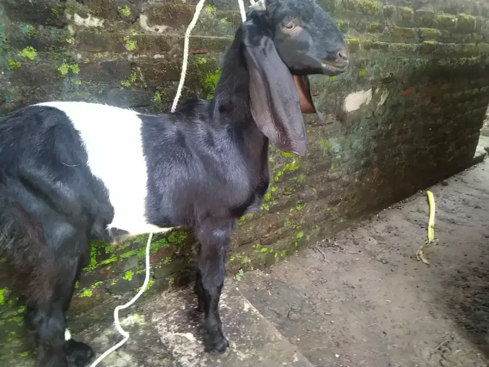 Kambing kendit jantan