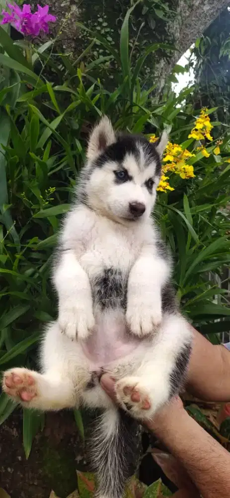 Anakan Husky Bigsize Cakep Murah