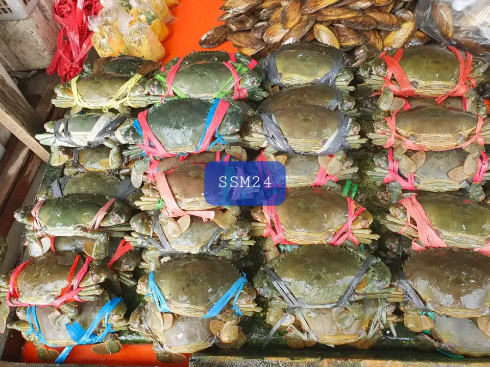 Terlaris Kepiting Bakau Konsumsi Bisa Dikirim Indonesia