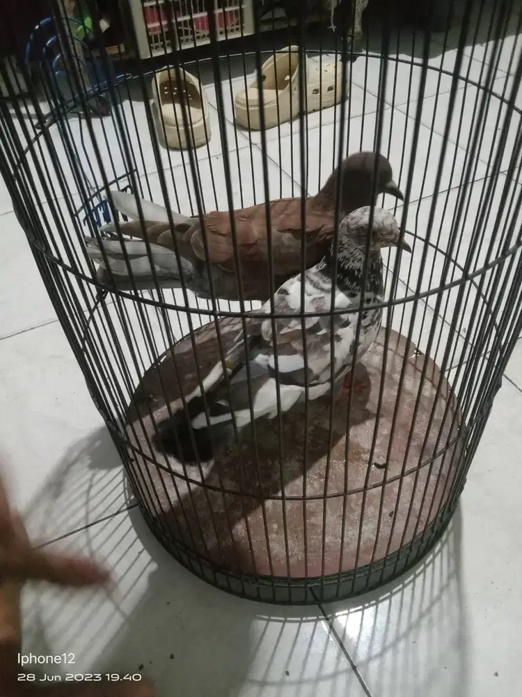 OLX: Pasar Online Terbesar untuk Pecinta Burung di Indonesia