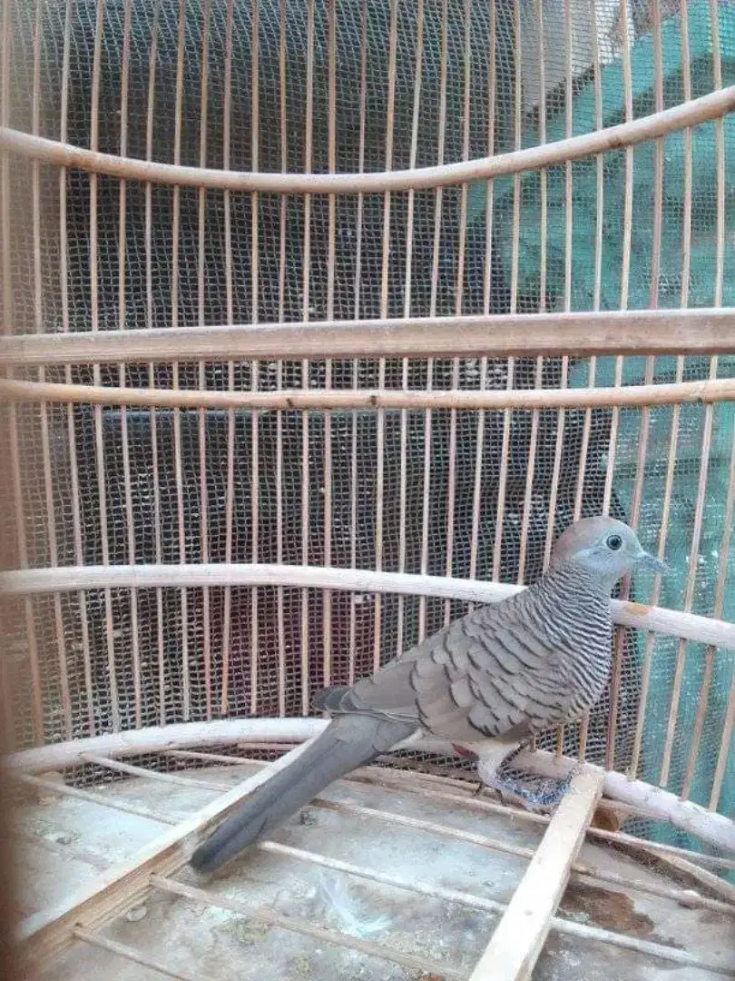 Burung perkutut lokal rajin bunyi