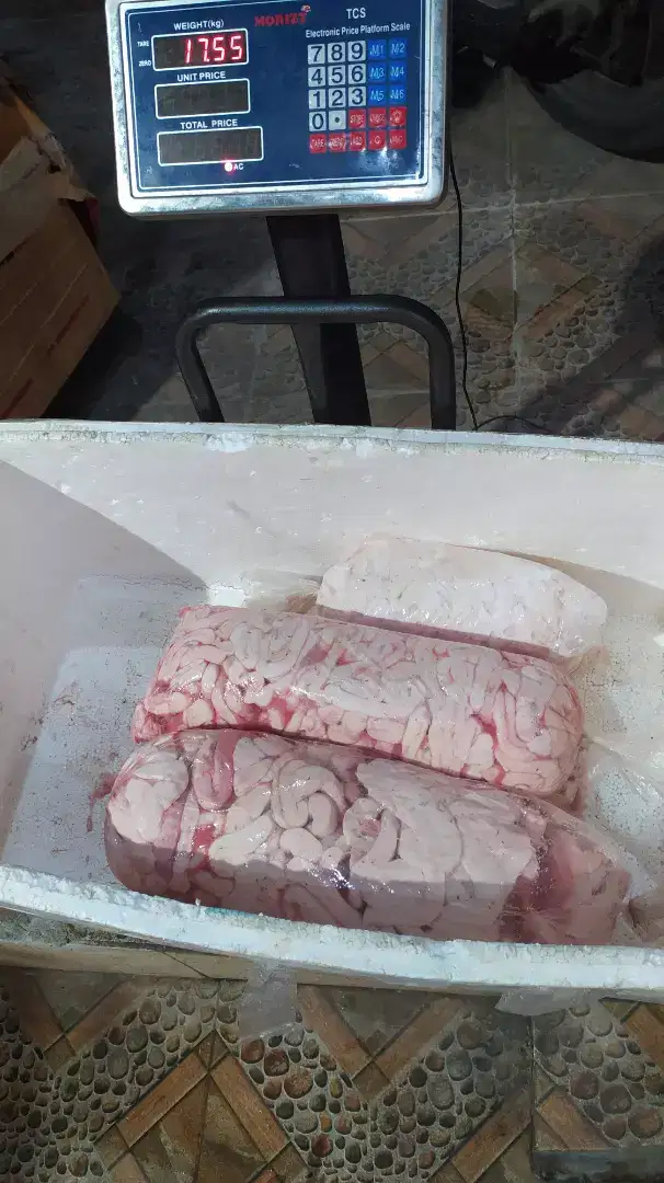 Supplier sumsum olor sapi murah surabaya