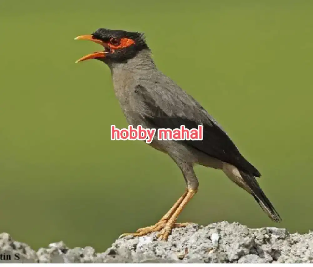 Burung jalak Pakistan langka mewah rawatan dewasa jantan