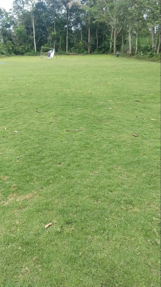 Rumput Golf Purworejo Termurah