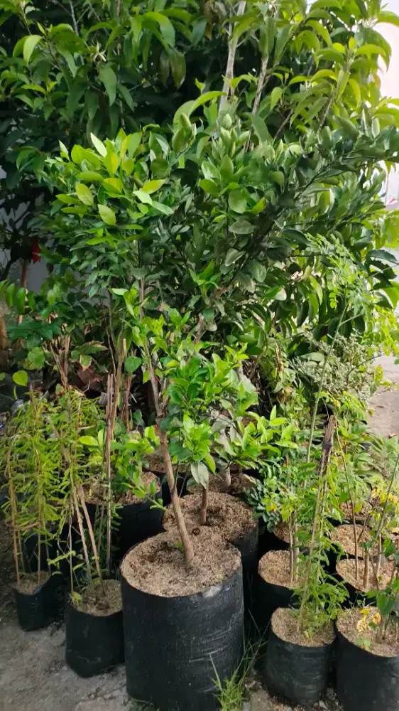 Jual pohon jeruk madu