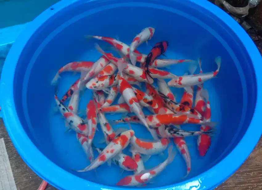 Jual ikan koi 20cm paket 30 ekor