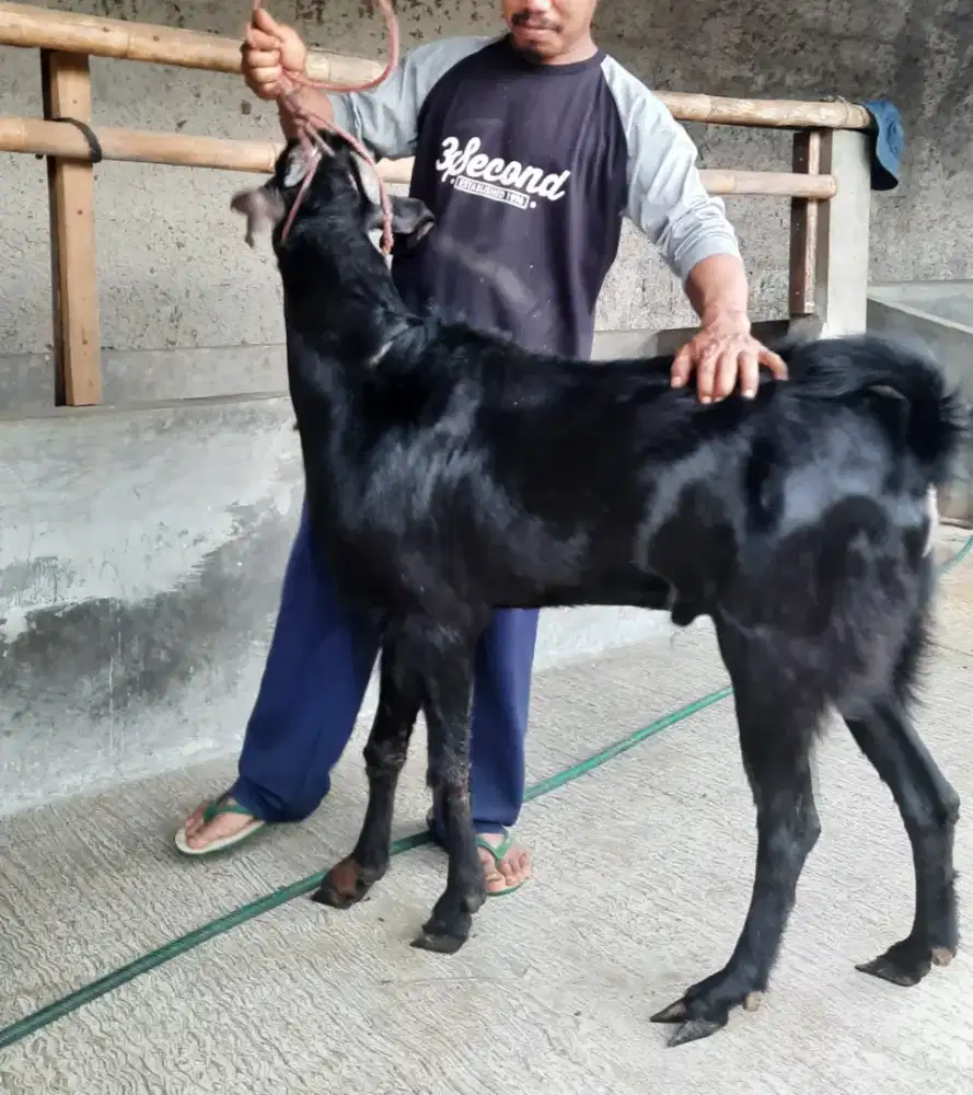 Menjual Kambing dan Domba Hidup dan Potong Cacah / Aqiqah dan Qurban