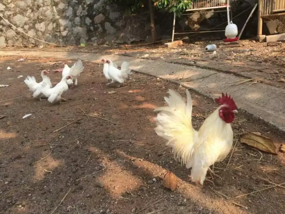 Obral Ayam Hias Ayam Kate