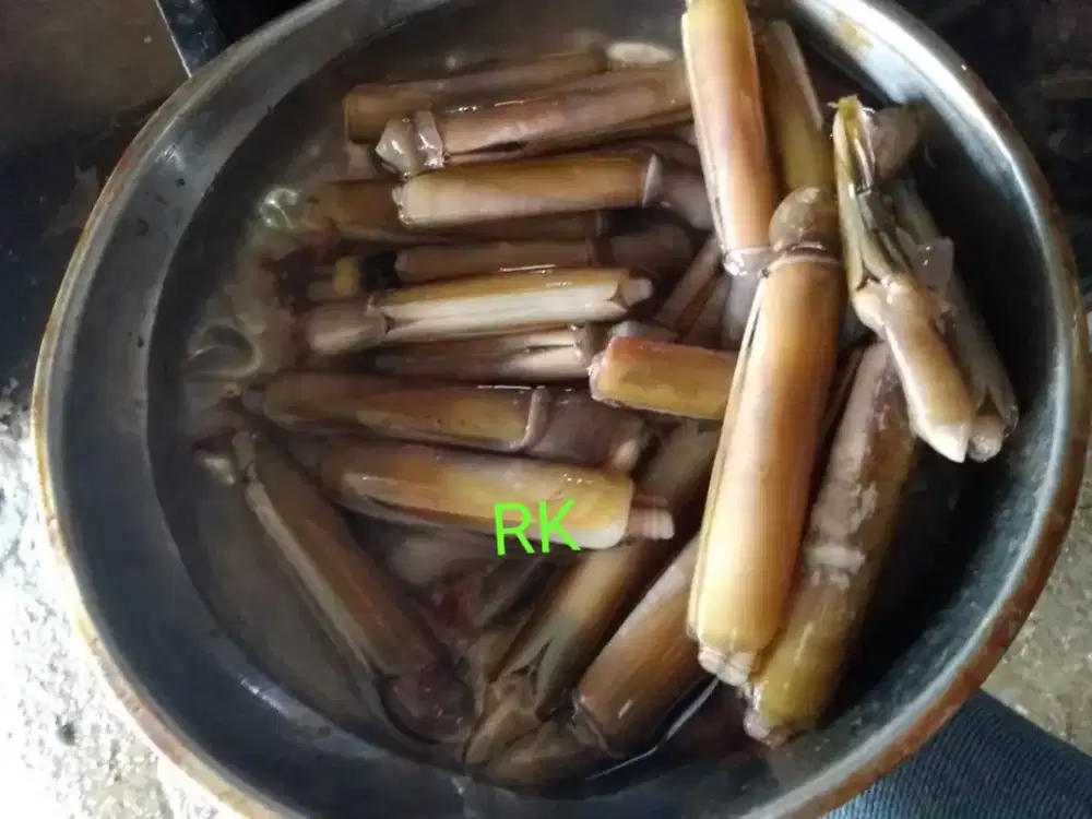 Kerang bambu fresh dari laut