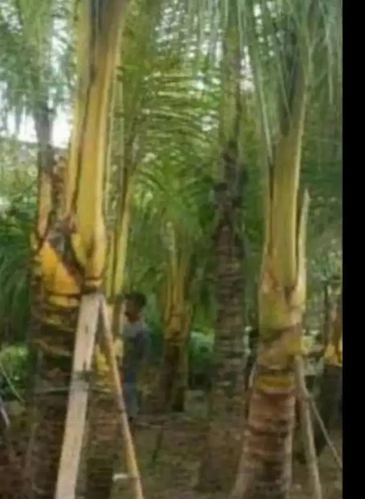Jual pohon kelapa kuning