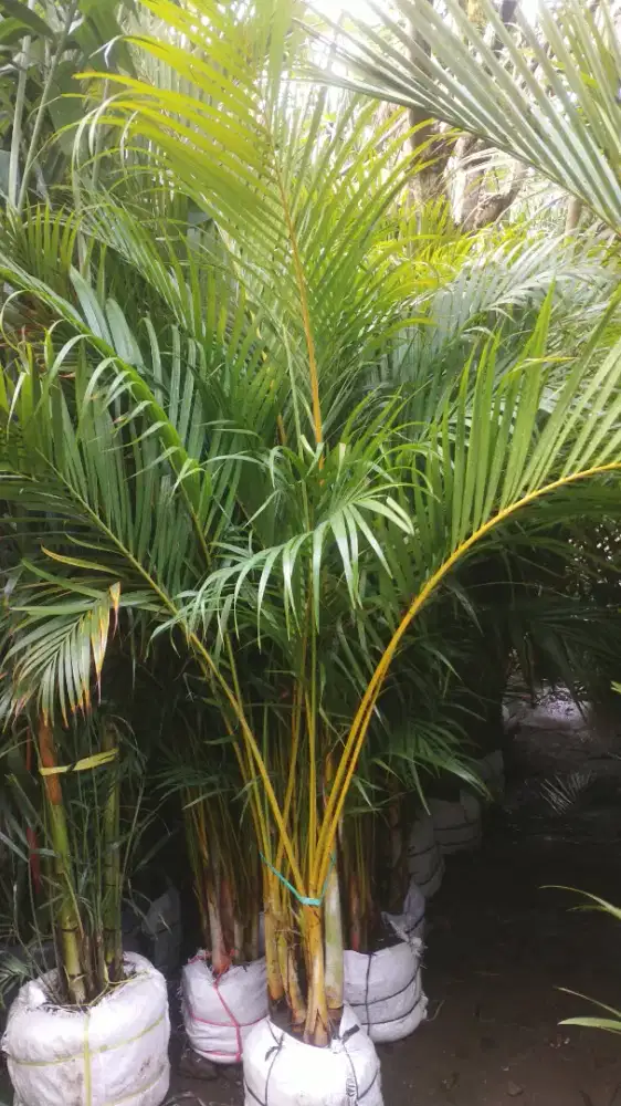 Palm Kuning Jual Palm kuning Tanaman indoor / Outdoor