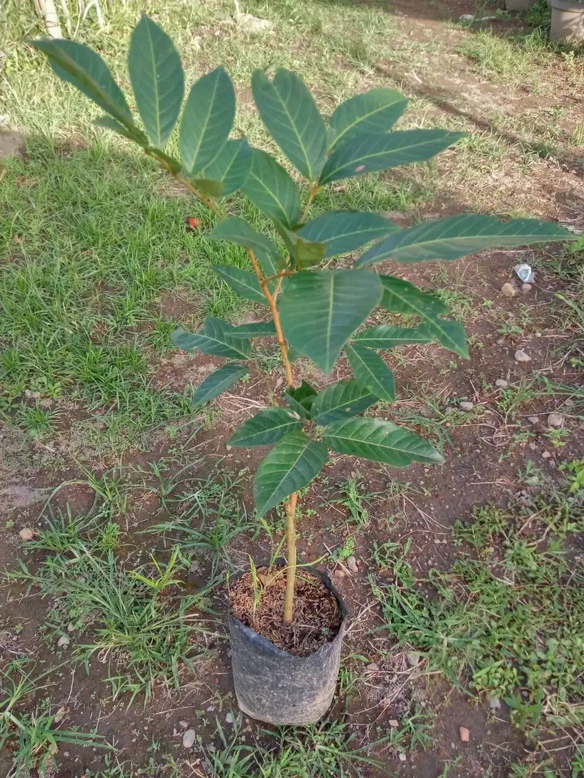 BIBIT RAMBUTAN BINJAI