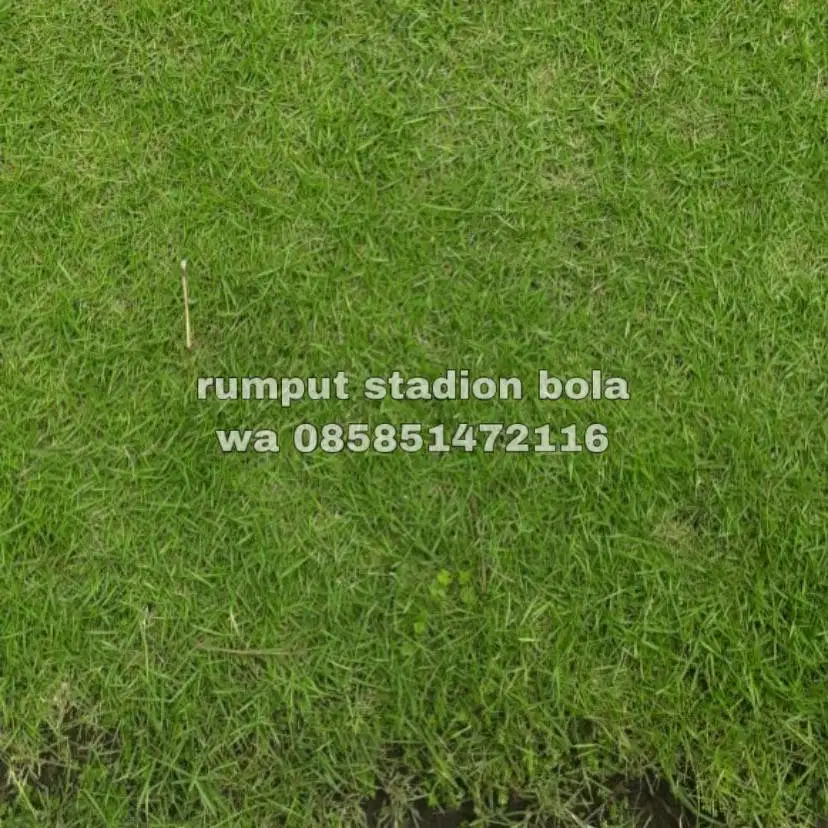 Harga Supplier Rumput Stadion Lapangan Zoysia Matrella Sleman