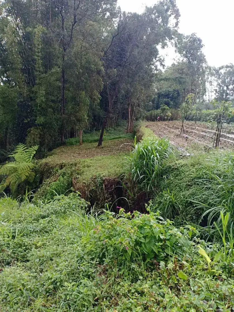 Tanah perkebunan di Pujon Kidul