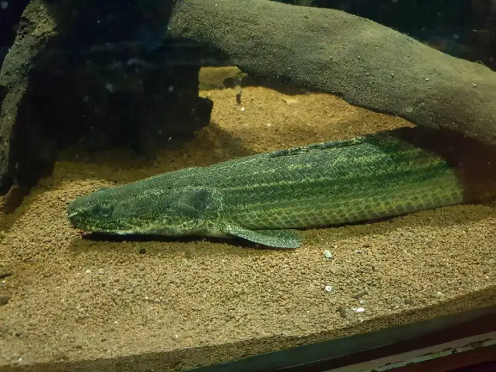 Ikan palmas lapraidey